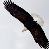11SB0681 American Bald Eagle